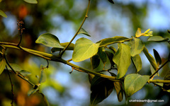 Ventilago