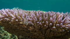 Acropora valida