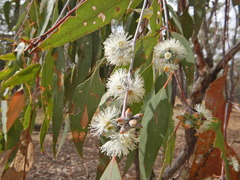 Eucalyptus nortonii