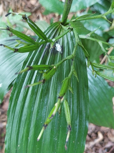 Image of Corymborkis veratrifolia by (c) Dominik Maximilián Ramík, some rights reserved (CC BY)