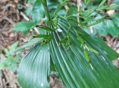 Corymborkis veratrifolia
