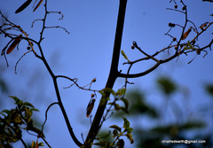 Ventilago