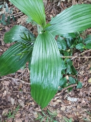 Corymborkis veratrifolia