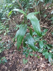 Corymborkis veratrifolia