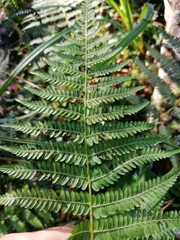 Amauropelta bergiana