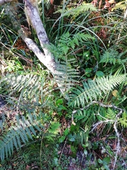 Amauropelta bergiana