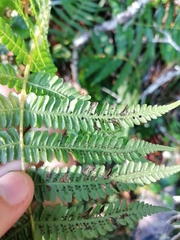 Amauropelta bergiana