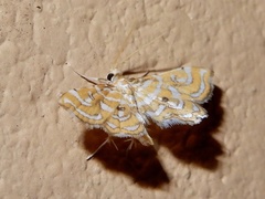 Musotiminae