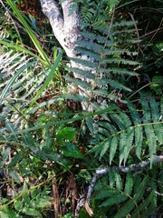 Amauropelta bergiana