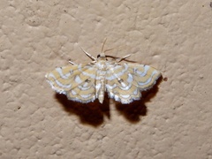 Musotiminae