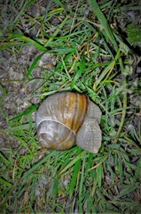 Helix pomatia