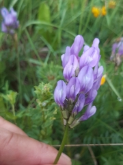 Astragalus danicus