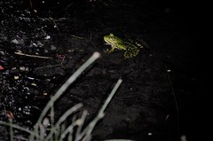 Pelophylax