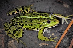 Pelophylax