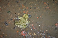 Bufotes viridis viridis