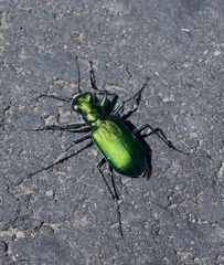 Cicindela denikei