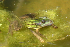Pelophylax epeiroticus