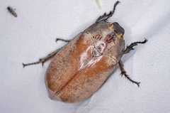 Melolontha chinensis