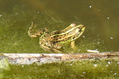 Pelophylax epeiroticus