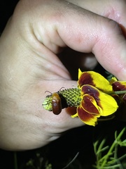 Nemognatha piazata