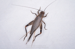 Itara minor