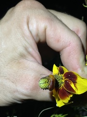 Nemognatha piazata