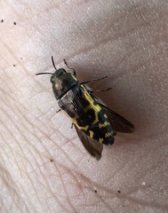 Acmaeodera pulchella