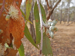 Eucalyptus nortonii