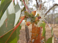 Eucalyptus nortonii