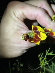 Nemognatha piazata