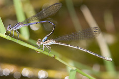 Argia hinei