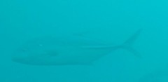 Caranx papuensis