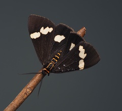 Nyctemera annulata × amicus