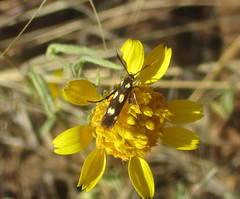 Eretmocera laetissima