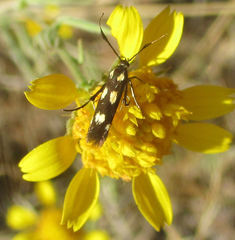 Eretmocera laetissima