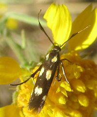 Eretmocera laetissima