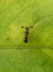 Teleopsis quadriguttata