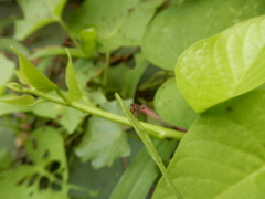 Teleopsis quadriguttata