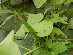 Teleopsis quadriguttata