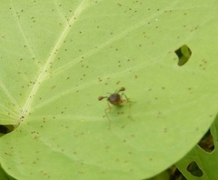 Teleopsis quadriguttata
