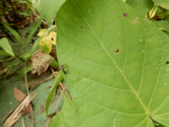 Teleopsis quadriguttata