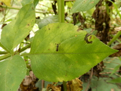 Teleopsis quadriguttata