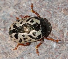 Calligrapha ignota