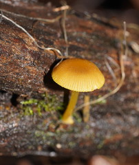 Pluteus hubregtseorum