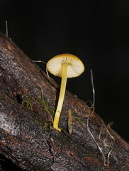 Pluteus hubregtseorum
