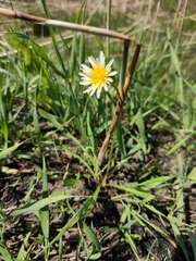 Taraxacum leucanthum