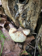 Cerioporus squamosus