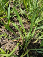 Taraxacum leucanthum