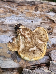 Cerioporus squamosus