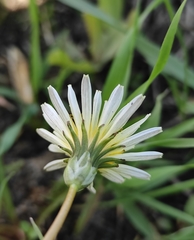 Taraxacum leucanthum
